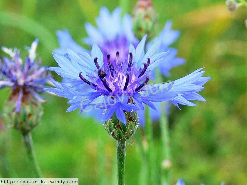 Chrpa květ s kalichem 